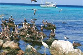 На островах очень много птиц, особенно чаек и серых пеликанов
